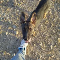 سگ ژرمن|سگ|زنجان, |دیوار