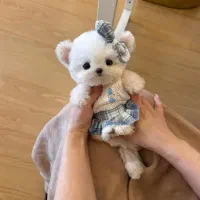 پت اپارتمانی