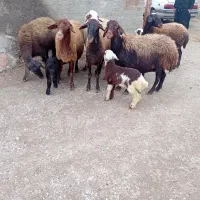 ۶عدد شکم دوم میش بره