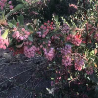 فروش باغ و زمین کشاورزی سند تک برگ|فروش زمین و ملک کلنگی|دهاقان, |دیوار