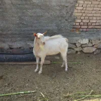 نر بز سانن ابهراصیل