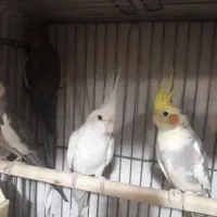 عروس هلندی بالغ