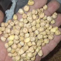 حبوبات پردیس