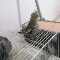 گربه عروس هلندی