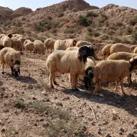 شوش|حیوانات مزرعه|کرخه, |دیوار