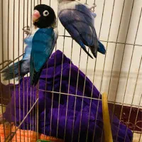 طوطی برزیلی