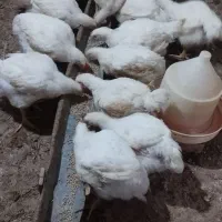 مرغ ارگانیک