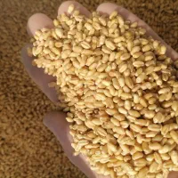 گندم بذری|خدمات باغبانی و درختکاری|گنبد کاووس, |دیوار