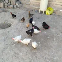 فروش مرغ و خروس محلی