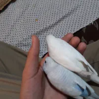 مرغ عشق تاره دونه خور نیمه دستی