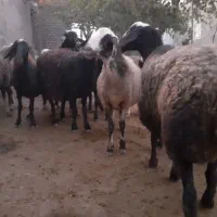 گوسفندای ابستن جوان .