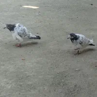 کفتر پرشی|پرنده|قلعه گنج, |دیوار