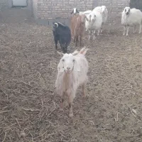 یک بز جوان با کولار