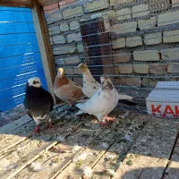 کبوتر|پرنده|شاهرود, |دیوار