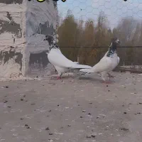 کبوتر ضمانت پرش|پرنده|مشگین شهر, |دیوار