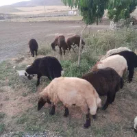 بره نر26راس