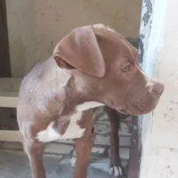 پیتبول ماده نژاد خاص و دوسداشتنی|سگ|محمدیه-قزوین, |دیوار