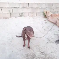 واگذاری سگ رایگان