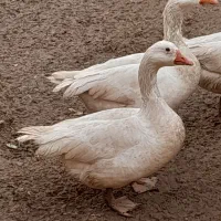 غاز محلی سفید