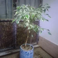 گل ،|گل و گیاه طبیعی|چهاردولی, |دیوار