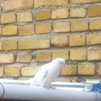 با سلام خدمت دوستان عزیز