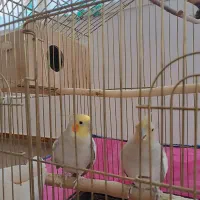 سه عدد عروس هلندی