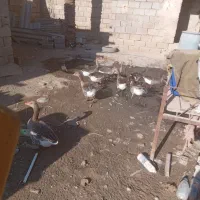 شادگان|حیوانات مزرعه|شادگان, |دیوار