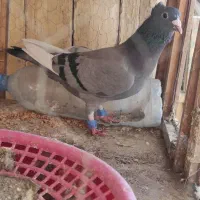 میناسبز کاکل ماده|پرنده|زاهدان, |دیوار