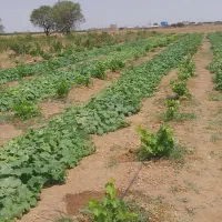 نهال انگور بیدانه قرمز دو ساله