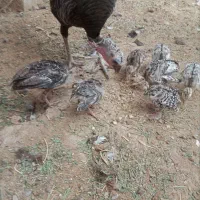 جوجه بوقلمون