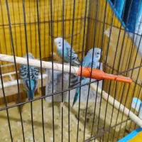 4 عدد مرغ عشق|پرنده|بروجرد, |دیوار