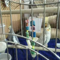 عروس هلندی مولد