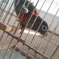 کریمسون گرینچیک طوطی