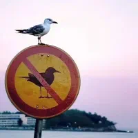 اقا جویای کار هستم