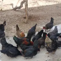 مرغ و خروس محلی