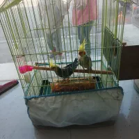 یه جفت عروس هلندی با دو تا تخم