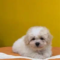 سگ نژاد بیشون فرایز کیفیت بمب|سگ|تهران, سعادت‌آباد|دیوار