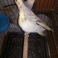 چهار عدد عروس هلندی با هم