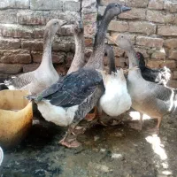 ۵عددغاز و ۲عدد اردک نر و ماده