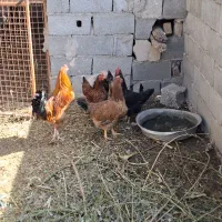 مرغ وخروس
