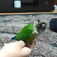 یک عددگرینچیک بازی گوش دستی|پرنده|شاهرود, |دیوار