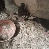 رنگی|پرنده|سوسنگرد, |دیوار