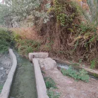 پیاز درجه1تشان 2تن موجود
