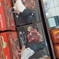 کفتر سینه دار نروماده به شرط