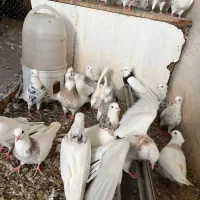 30 تا طوقی|پرنده|شیراز, کفترک|دیوار