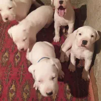 سگ دوگو آرژانتینی با کیفیت عالی|سگ|نکا, |دیوار