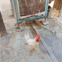 فروش خروس معاوضه با مرغ محلی