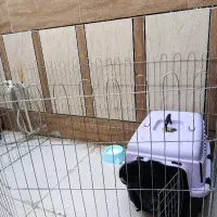 سگ اشپیز شیتزو سه ماهه|سگ|بندرعباس, |دیوار