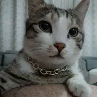 گربه گمشده