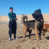 سرابی اصیل